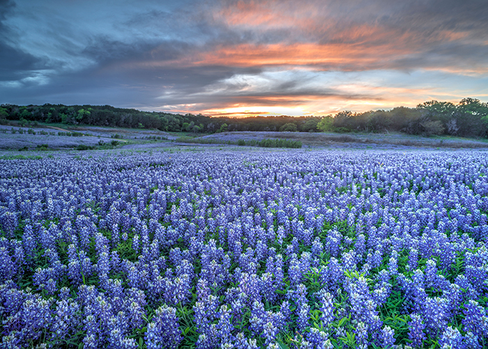 Bluebonnets_700x500